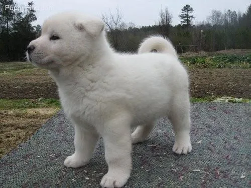 Stunning Japaneses Akita Puppies