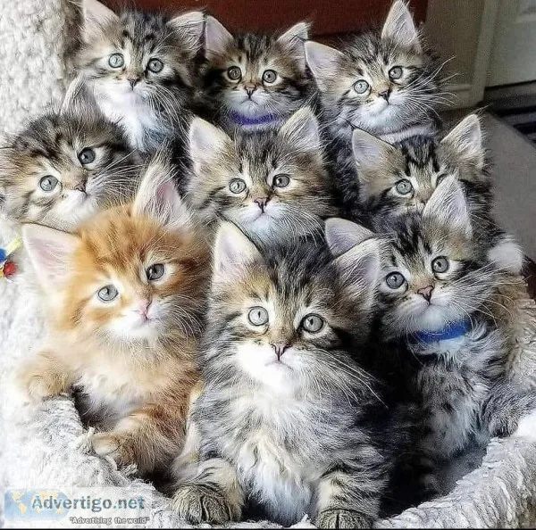 Pure breed Mainecoon