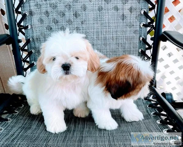Adorables females shihtzu