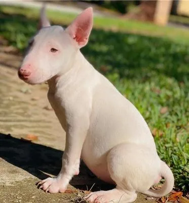 COPPER Mini English Bull Terrier puppy