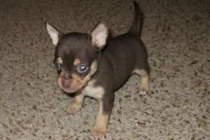 Two Chihuahua Puppies Available Now