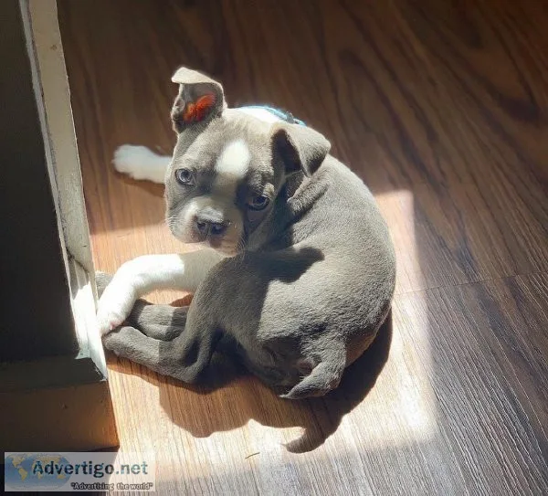 Male and Female Boston terriers puppies available