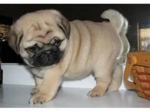 Registered Pug Puppies Available