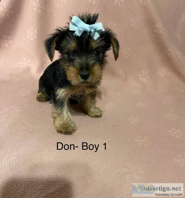 Yorkie Puppies For Sale.