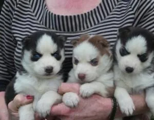 Purebred Siberian Husky puppies- Blue Eyes