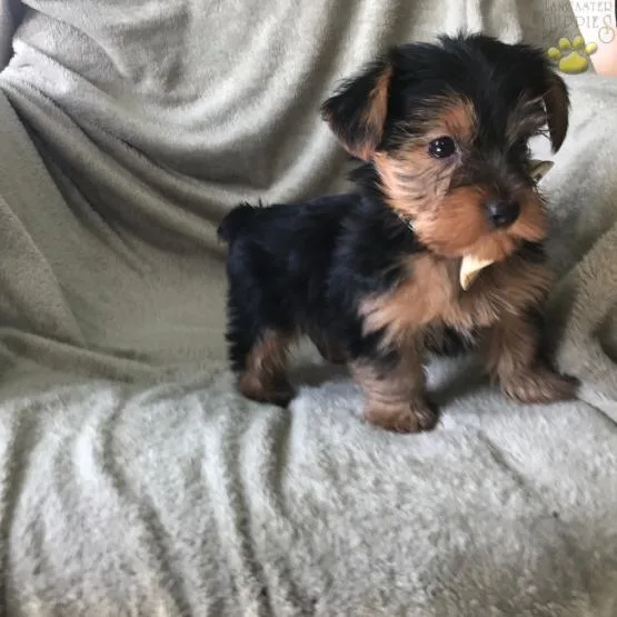 YORKSHIRE TERRIER PUPPIES READY NOW