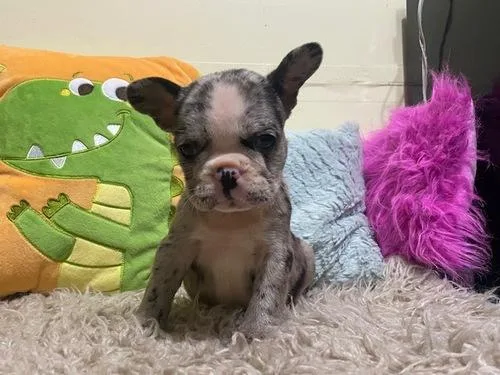 Adorable French Bulldogs puppies available