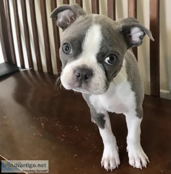 healthy Male and Female Boston terrier pups