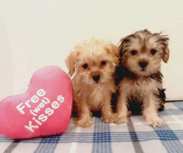 Black and Tan Yorkie LeftYorkshire Pup