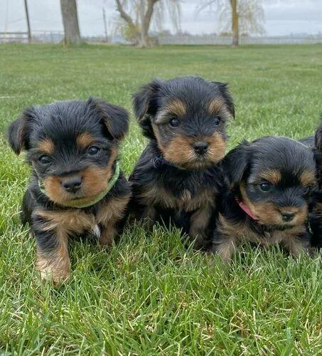 Yorkie Puppies For Sale