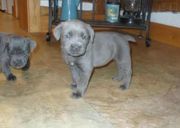 Two Well Trained Cane Corso puppies available