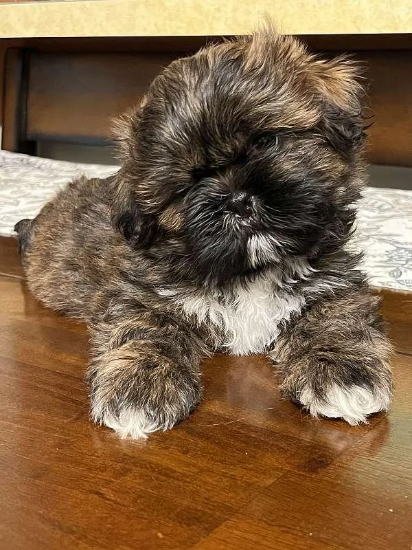 Shih Tzu Puppy