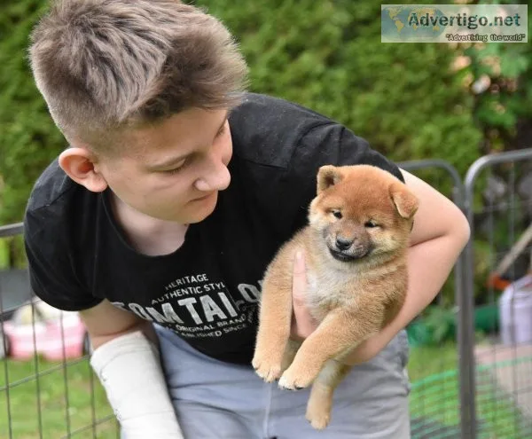 SHIBA INU PUPPIES AVAILABLE