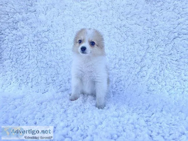 Pomeranian Puppies