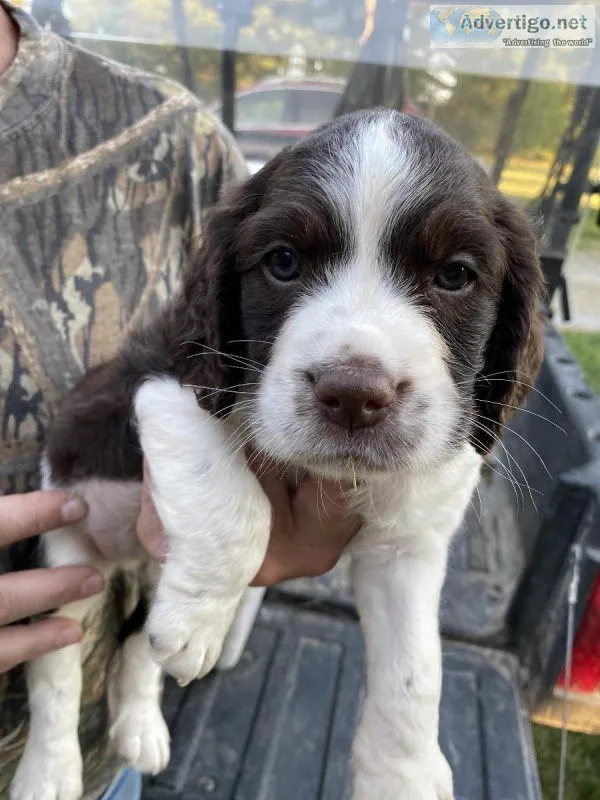 English Springer Spaniel Puppies