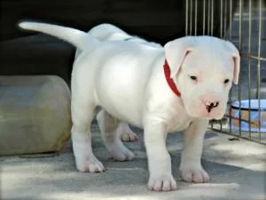 Cute Dogo Argentino puppies for sale