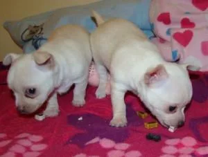 Lovely Chihuahua puppies available