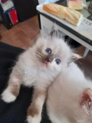 Beatiful ragdoll kittens
