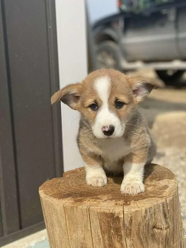Corgi Puppy Available Today