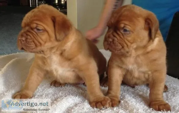 Well socialized Weston Bordeaux Puppies Available.