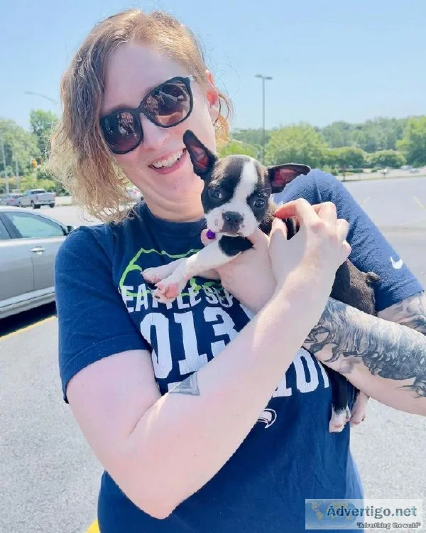 BOSTON TERRIER PUPPIES AVAILABLE