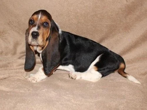 AKC Basset Hound puppies For Sale.