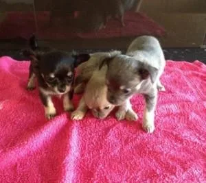 Beautiful Tiny Chihuahua Puppies