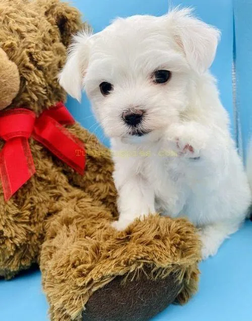 AKC Teacup Maltese Puppies For Sale.