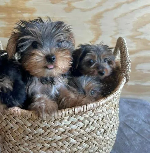 PURE BREED CKC PUPS WITH PAPERS
