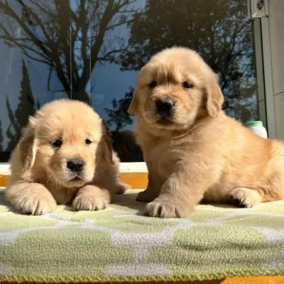50% Off Golden Retriever puppies