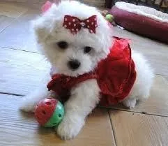 Gorgeous Teacup Maltese puppies AVAILABLE