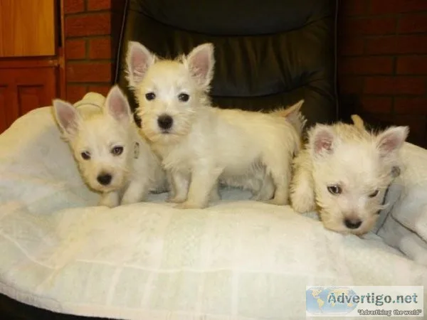Excellent West Highland Terrier Puppies