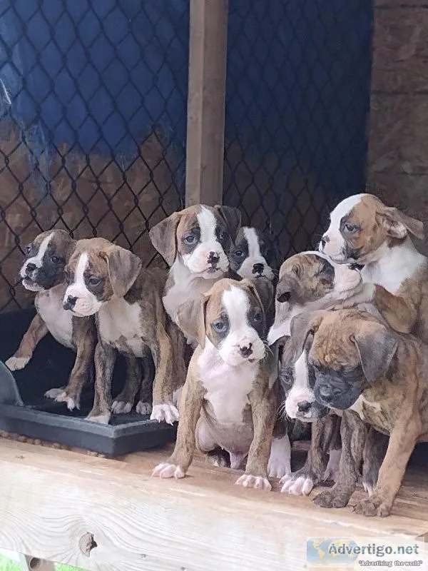 Boxer puppies