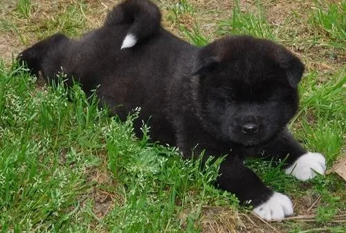Cute Akita puppies.