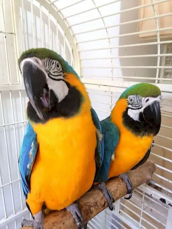Well Tammed Macaws available