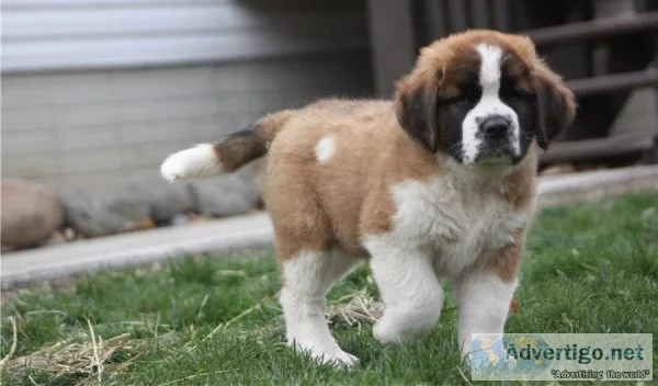 Potty Trained Saint Bernard Puppies.
