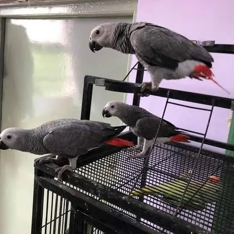Talking baby African Grey Parroys