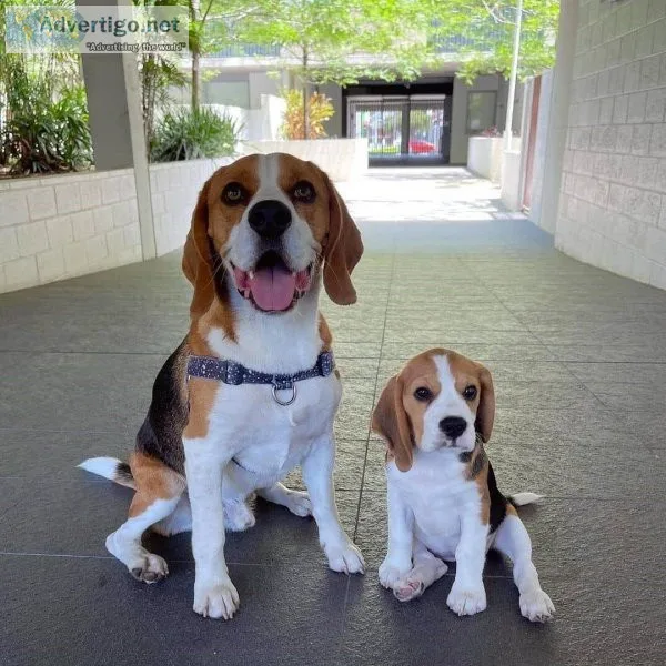 Vet Checked Beagle Puppies READY NOW