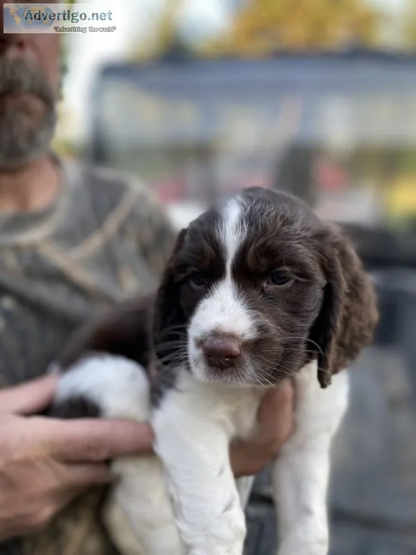 English Springer Spaniel puppies