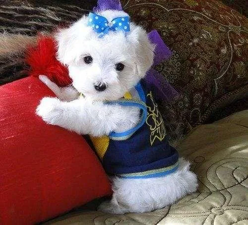 Outstanding Purebreed Little Maltese Pups