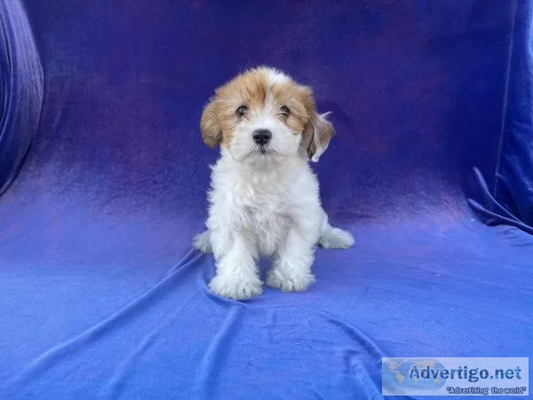 Malshih Terrier Puppies