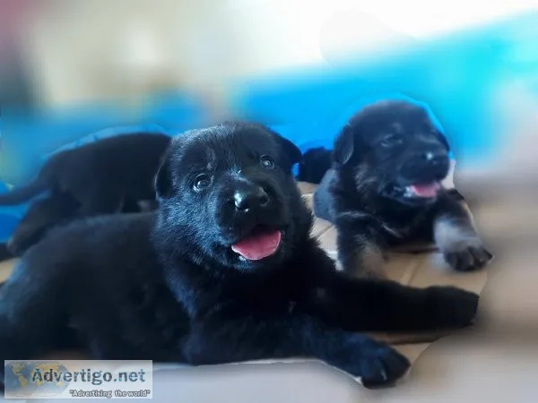 German Shepherd puppies
