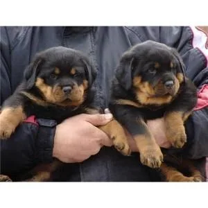Beautiful Black and Brown Rottweiler puppies