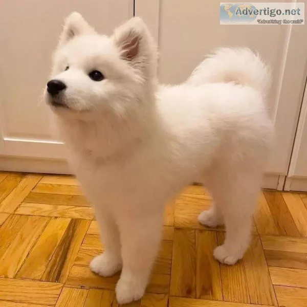 SAMOYED PUPPIES AVAILABLE