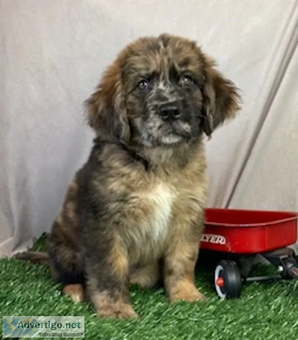 Louie newfieaussie mix