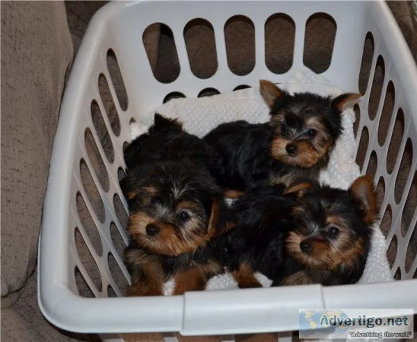 Absolutely Adorable Yorkshire puppies two boys and 2 girls ready