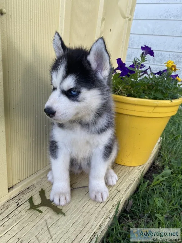 Husky puppies