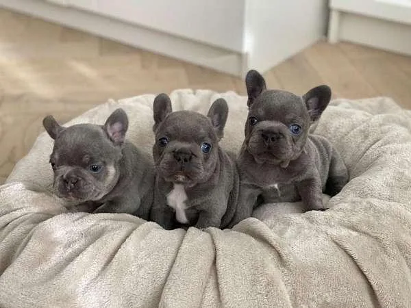 French Bulldog Puppies for Adoption