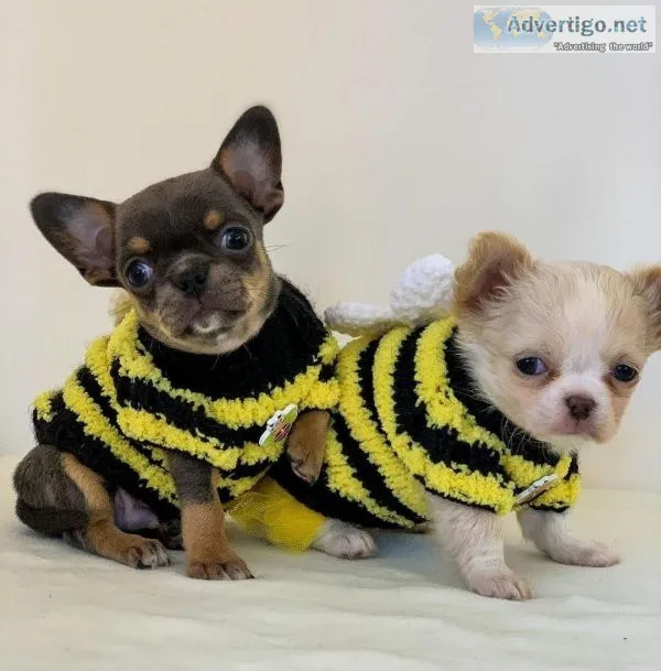 Stunning most Anxious chihuahua puppies ready for adoption