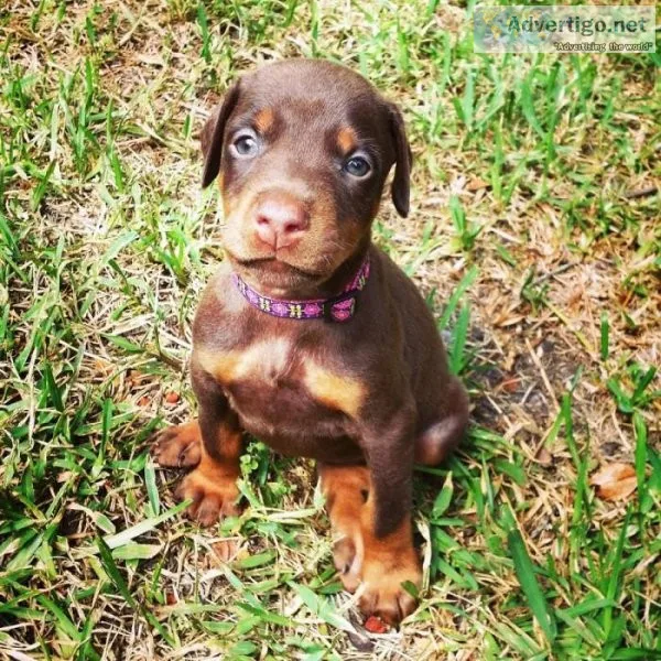 Beautiful Doberman Pinscher Puppies